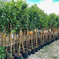 Aprikosenbaum Monteporzio Obstbaum Im Topf 20 Cm Höhe Ca. 170 Cm – Alter 2 Jahre - Italienische Gärtnerei