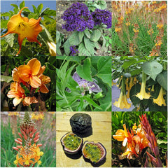 Exotische Schönheiten für Wintergarten & Terrasse - Samen-Geschenkset mit 5 frostempfindlichen Blühpflanzen aus aller Welt