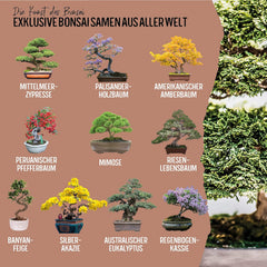 10 Semințe de Bonsai de pe 5 Continente | Semințe de Arbori Exotici pentru Bonsaiul Tău Unic | Kit de Începători și Pasionați de Plante | Setul Nostru de Bonsai ca Idee de Cadou Specială