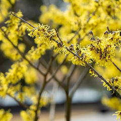 Zaubernuss, Zaubernuss Strauch, Für Sonnige Plätze Hamamelis Mollis, Exotische Gartendeko Für Draußen Balkonpflanzen Winterhart Mehrjährig Herbstblumen 200Samen