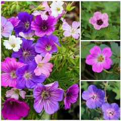 Colecția Super Perenă de Geranium (10 plante/rădăcini) Amestec rezistent de 5 soiuri, hibrizi pereni mari din Olanda, pentru grădină, straturi de flori (nu semințe, nu bulbi artificiali)