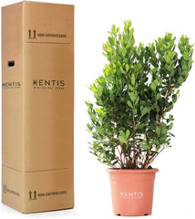 KENTIS - Căpșun (Arbutus unedo) – Plante rezistente pentru grădină – Veșnic verde, plantă adevărată – Înălțime 80-100 cm, ghiveci Ø 24 cm