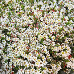 Chamelaucium Uncinatum Balkonpflanzen Frühlingsblumen Zimmerpflanze Immergrüne Blumensamen Gastgeschenk Schnell Wachsende Sträucher Schattenpflanzen Zimmer Zimmerbonsai Schnittblumen 55Samen