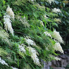 Sorbaria Sorbifolia, Fiederspiere, Exotische Wildblumensamen Mehrjährig Winterhart Alte Sorten Winterharte Für Garten 150Samen