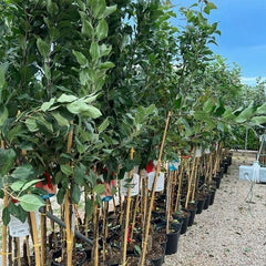 Apfelbaum Rosafarbener Apfel – Antike Sorte, Topf Ø 20 Cm, Höhe 150–170 Cm, Alter: 2 Jahre – Italienische Baumschule