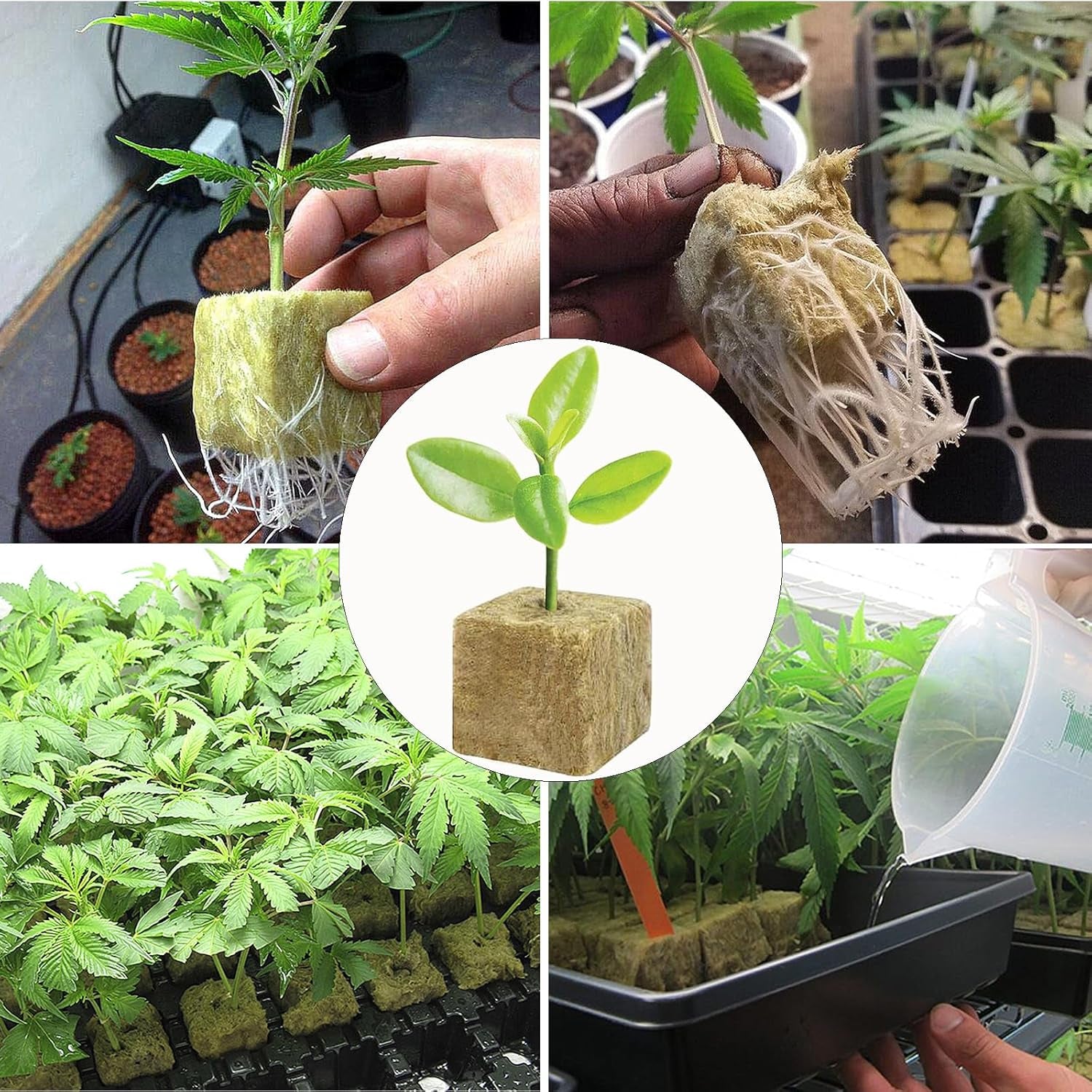 50 de bucăți de covoraș de creștere din vată minerală, cub de vată minerală, izolație din vată minerală, covoraș de creștere din vată minerală cu foarfece și mănuși pentru creștere fără sol, hidroponie și transplantare