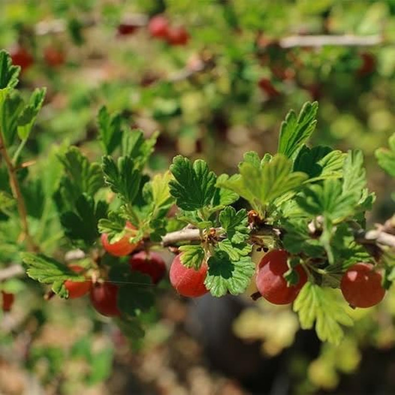 Rote Stachelbeere - Obstpflanze Auf Blumentopf 20 - Baum – 2 Jahre Anbau Italien