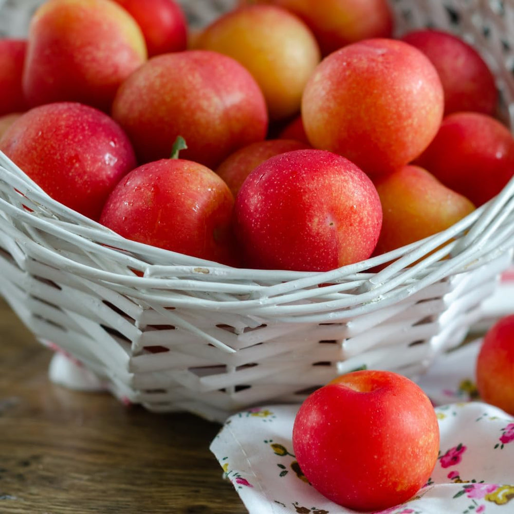 Susincocco Pflaumen - Obstpflanze Alte Frucht Auf Blumentopf 20 - Baum Max 170 Cm – 2 Jahre Anbau Italien