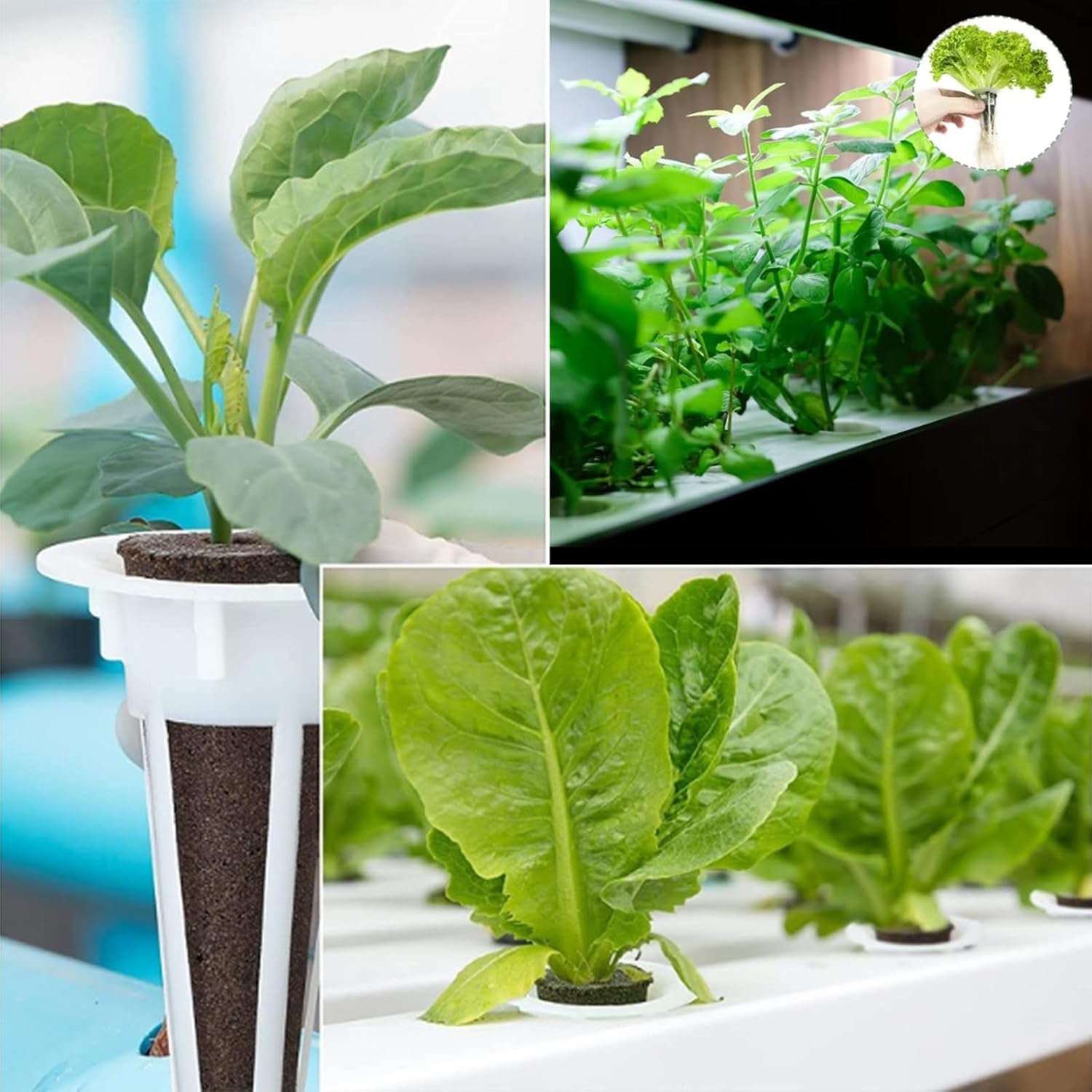 50 de bureți de creștere de schimb, tuburi pentru înființarea semințelor, dopuri de burete pentru creșterea rădăcinilor, kituri de creștere hidroponică pentru sisteme de creștere hidroponică, hidroponie de interior, grădină