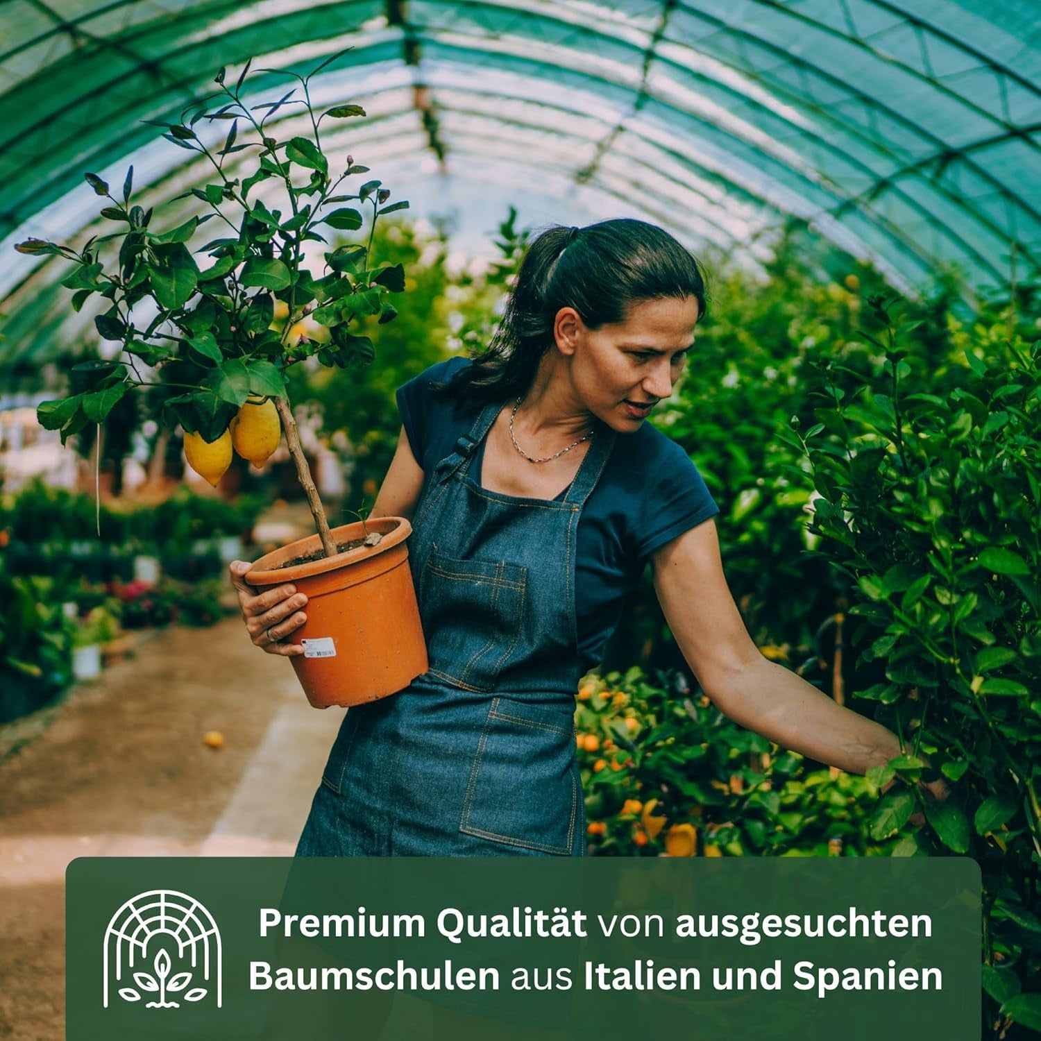 Portocalul din Oranjeria Mea - portocal adevărat - plantă de citrice - Citrus sinensis - Portocal - portocal altoit de calitate pentru grădinari (Mezzo [M])