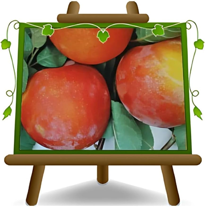 Pflaumen Autumn Giant - Obstpflanze Alte Frucht Auf Blumentopf 20 Baum Max 170 Cm – 2 Jahre Anbau Italien