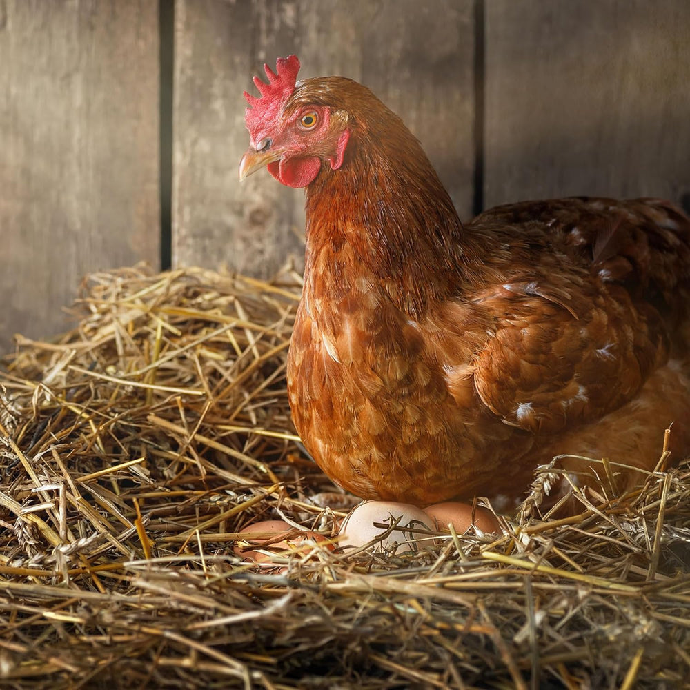 Ida Plus - GoldenEgg 200 ml - vermindert Brucheier & Federfressen - unterstützt Federwachstum & Federkleid - Wichtige Mineralien & Vitamine für Hühner - Beste Eierqualität bei Ihrer Hühnerhaltung