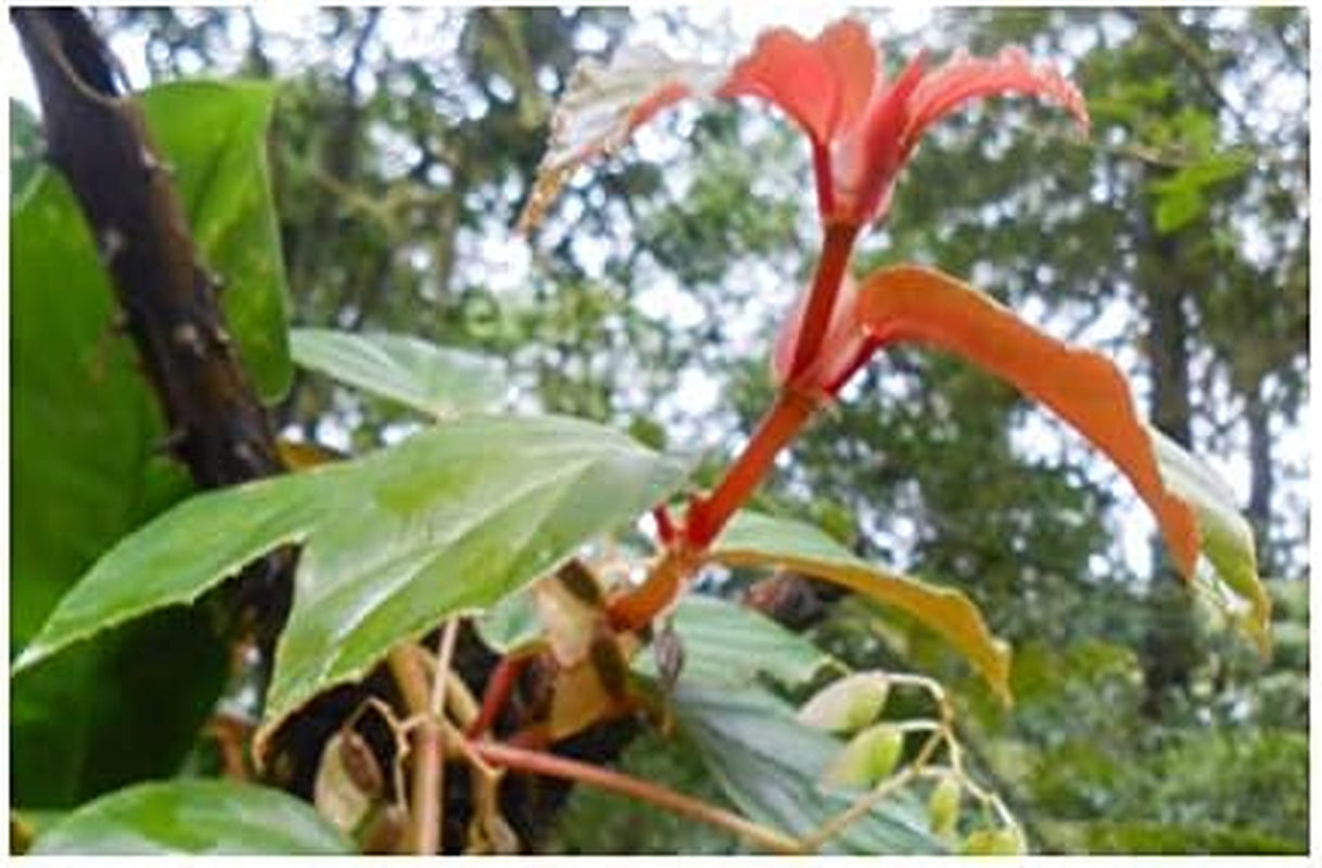 Stk - 10X Begonia Glabra Ziersträucher Garten Pflanzen - Samen ID330 -