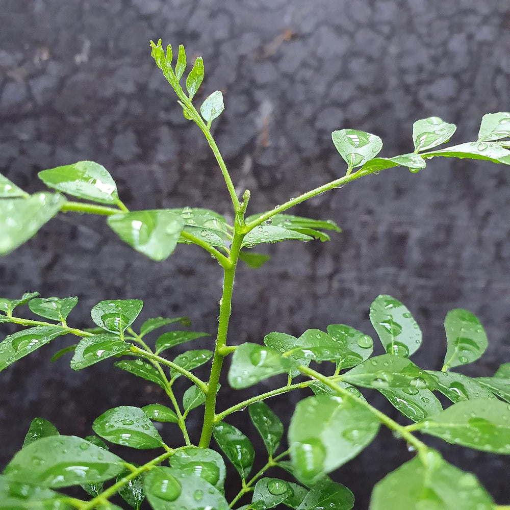 1 Curryblatt Baum | Murraya Koenigii | Aus Samen gezogen | Selten in der EU | Indische & Sri Lankische Zimmerpflanze | 10-15cm Höhe in 7cm Topf | Curry Pflanze | Bergera Koenigii