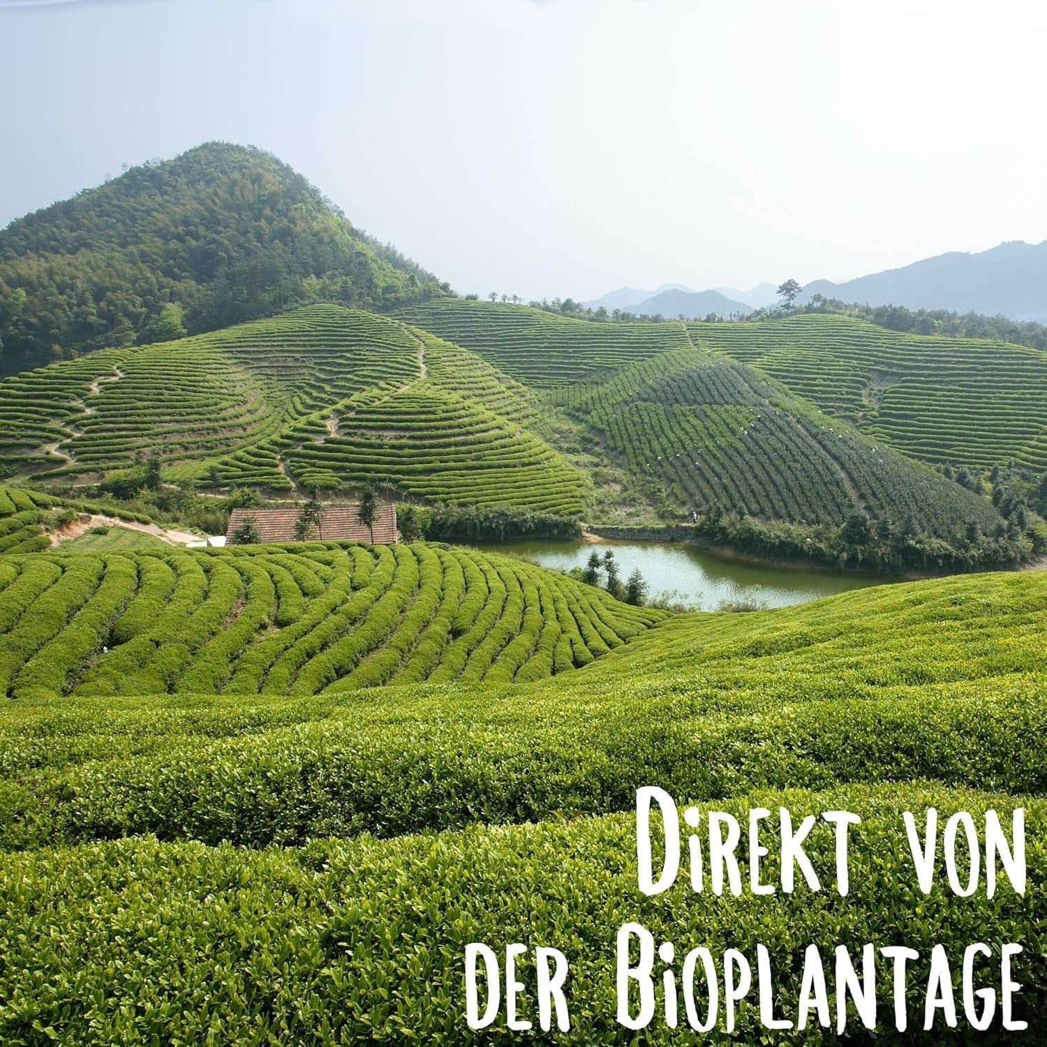 KLUIZ Gyokuro Tokiwa organic - Prima recoltă culeasă manual - Ceai verde japonez I 100 grame I Ceai verde organic