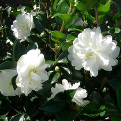 Set de 3 plante Camellia Gardeners Dream (roșu, alb și roz) - Arbuști cu flori veșnic verzi, rezistenți - Plante rezistente pentru grădină - Plante rezistente pentru balcon - Plante rezistente pentru ghiveci