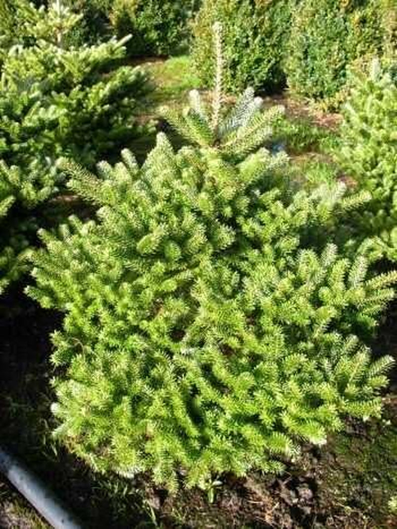 Mini-Weihnachtsbaum - Zwerg Korea Tanne Abies Koreana Molli 100-125 Cm Hoch Mit Ballen