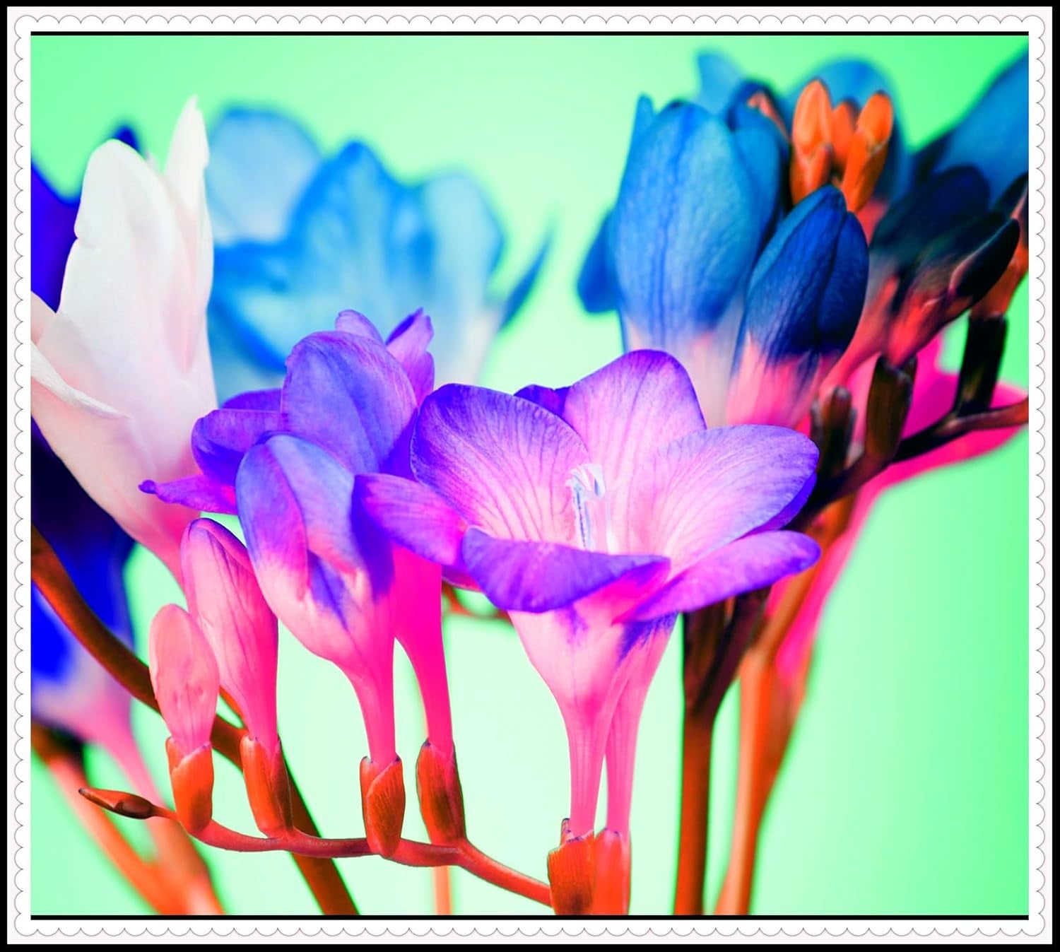 Blumenzwiebel Mix, Winterhart zwiebeln, Winterhart pflanzen, Mehrjährige Blumenzwiebel ist winterhart, Mysteriöse magische Glühbirne-4 Pflanzen Funken Hosta Rhizom