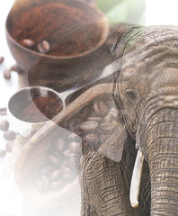 Jumbo Kaffee | Elefantenkaffee Maragogype (1000 g, Ganze Bohnen) - Die größten Bohnen der Welt, ohne Säure, extra mild