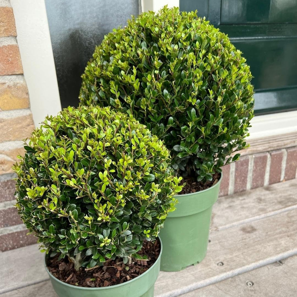 Plants by Frank | Echte Stechpalme Kugel | 1X Ilex Crenata 'Jenny' 20 Cm & 1X Kugel 25 Cm | Set Von 2 Stück | 20-25 Cm Ø Durchmesser | Buchsbaum Ersatz | Gartenpflanzen | Buchsbaum
