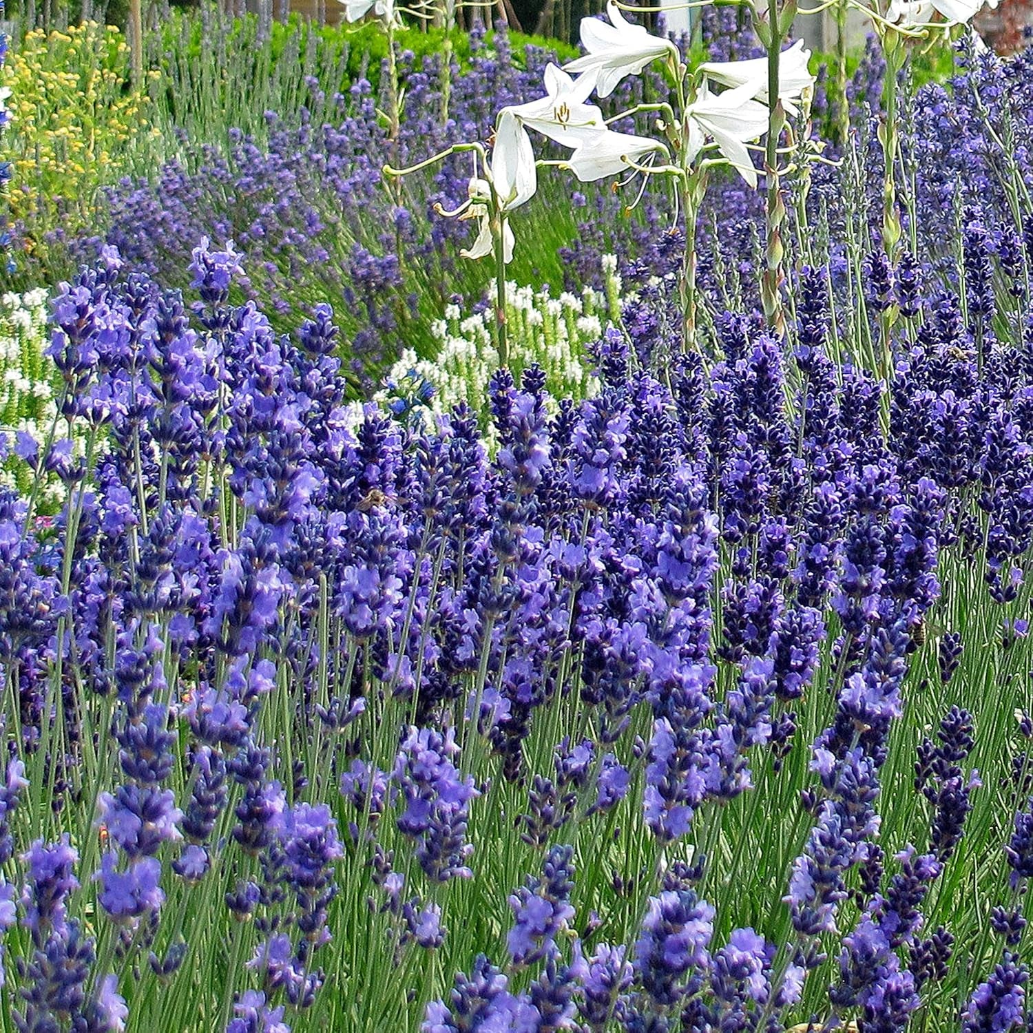 Duftpflanzen - Samenset mit 6 prachtvoll duftenden Blühpflanzen