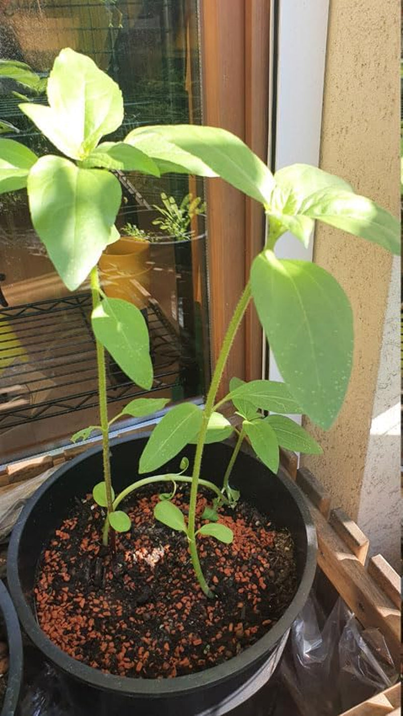 Kit cadou pentru creșterea plantelor - Sunflower Sunset, inclusiv ghiveci, substrat și instrucțiuni de creștere