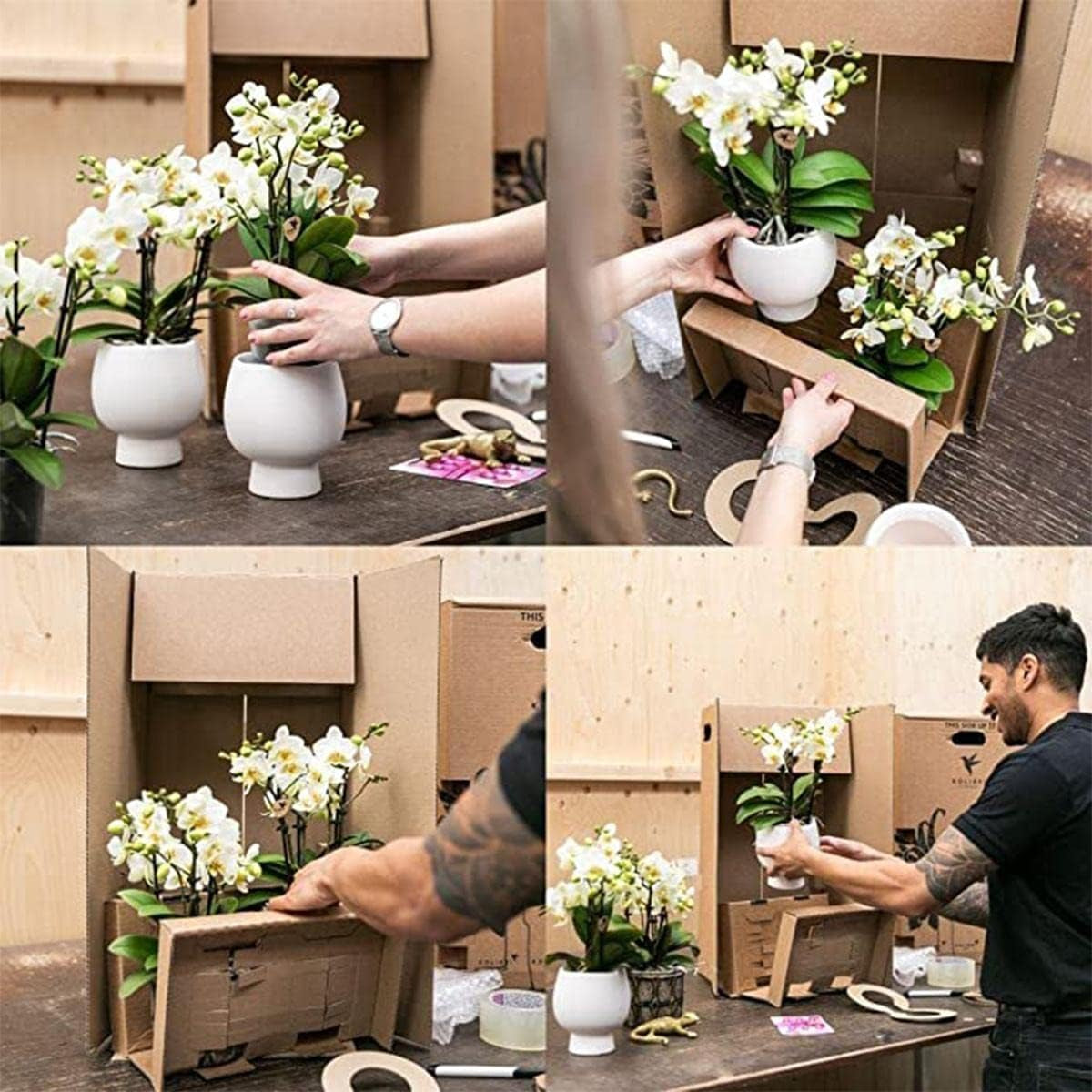 Kolibri Orchids - Überraschungsbox Mix - Pflanzen Vorteilsbox - Überraschungsbox Mit 4 Verschiedenen Orchideen - Frisch Vom Züchter