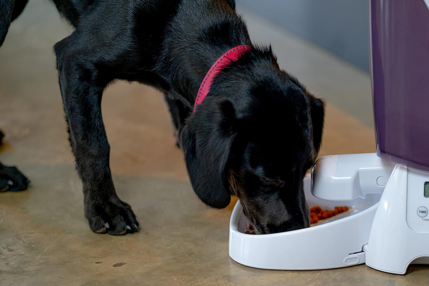 Dozator automat de alimente uscate L: 21,1 cm lățime: 21,1 cm înălțime: 36,8 cm 3 kg 905 g