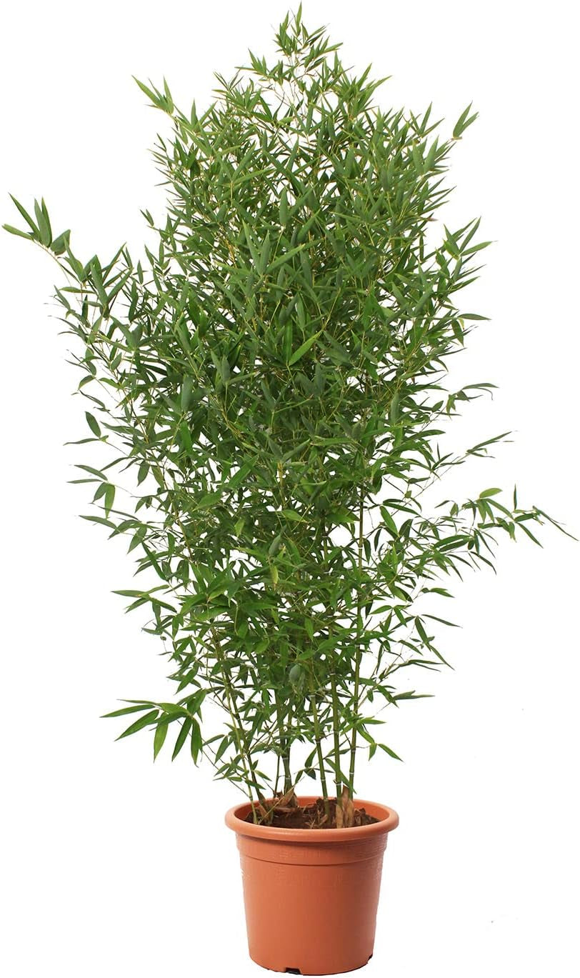 KENTIS - Bambusa Aurea Mit Jutedekoration Für Vase - Bambus Pflanze - Echte Winterharte Pflanzen Für Garten - Balkon Pflanze - Hoch 170-200 Cm Topf Ø 24 Cm