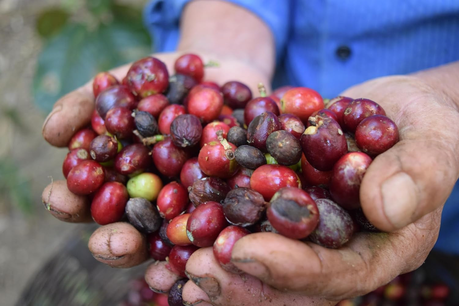 Cafea Specială Mexic, 1 kg, boabe de cafea specială, proaspăt prăjite pentru espresso și italiană - Producător - La Tribu - Chiapas