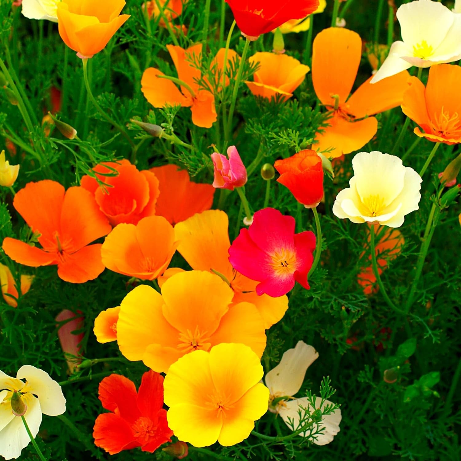 Amestec de semințe de mac californian (Eschscholzia californica) - Maci cu înflorire frumoasă, cu o perioadă lungă de înflorire, pentru o pajiște cu flori colorate (Mac californian)