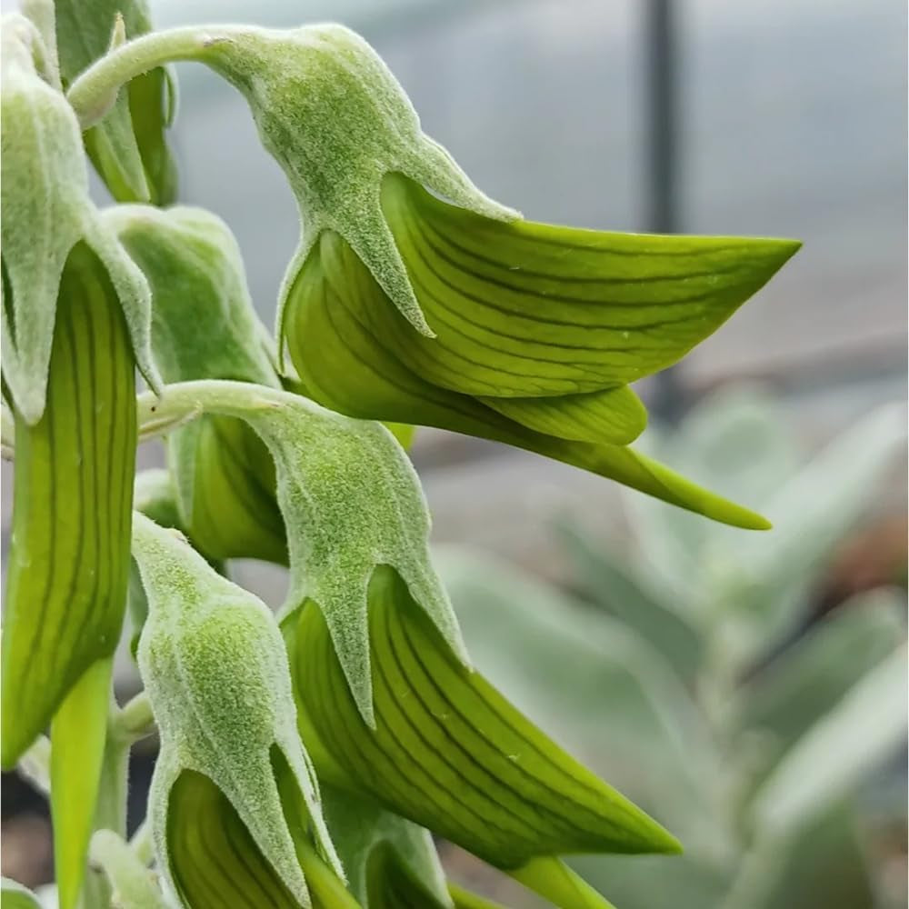 Crotalaria Cunninghamii, Schnellwachsende Sträucher Crotalaria Pallida, Kräuterpflanzen Wildkräuter Kräutergarten Winterhart Heilkräuter Steingartenpflanzen 80Samen
