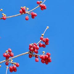 Kornelkirsche, Cornus Officinalis, Obstbaum Säulenobst Kräutersamen Alte Sorten Wildkräuter Kaufen 150Samen