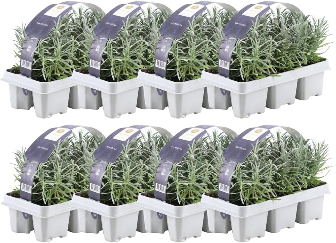 Plants by Frank | 24 Blauer Duft-Lavendel Pflanzen | Lavendel Angustifolia | Echter Lavendel Pflanze Winterhart Mehrjährig | Lavendelstrauch | Gartenpflanzen | 24 X Ø7 Cm - 15 Cm