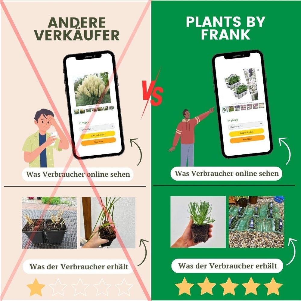Plants by Frank | 24 Blauer Duft-Lavendel Pflanzen | Lavendel Angustifolia | Echter Lavendel Pflanze Winterhart Mehrjährig | Lavendelstrauch | Gartenpflanzen | 24 X Ø7 Cm - 15 Cm