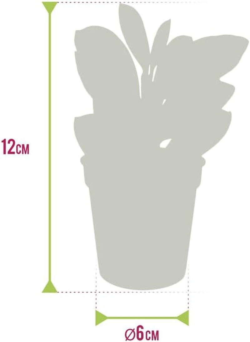 Vdvelde.Com - Mini Plants 20-20 Farne Und Zimmerpflanzen - Ø 6 Cm ↥ Ca. 10 Cm - Ohne Töpfe