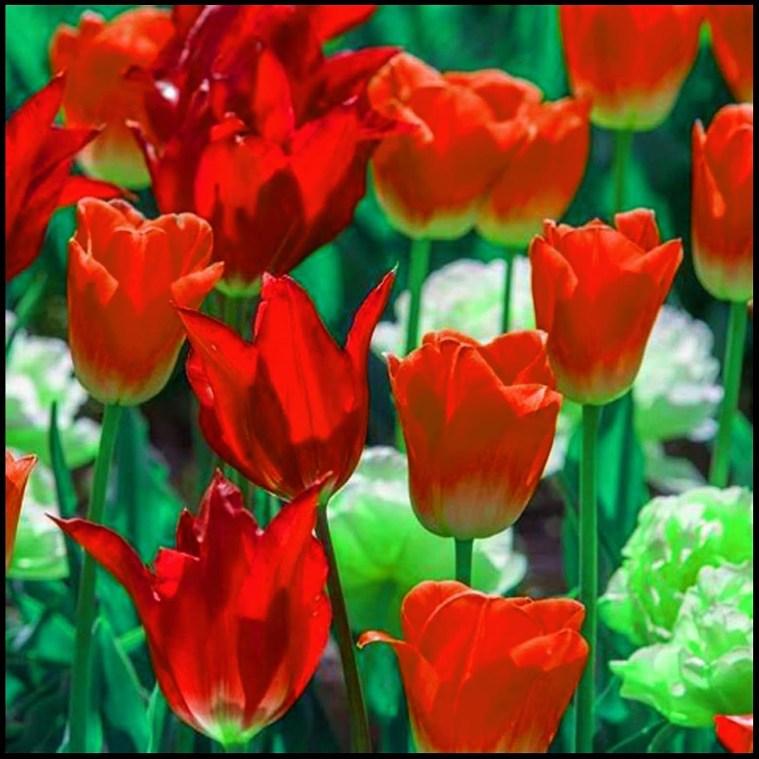 Amestec de bulbi de flori, Bec magic misterios, Plantare rezistentă, Bulb de flori perene rezistent la iarnă, Bulbi rezistenți - 3 bulbi de orhidee