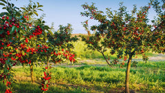 Sauerkirschbaum Visciola Di Ancona – Alte Sorte, Obstpflanze Im Topf Ø 20 Cm — Höhe 150-170 Cm, Alter: 2 Jahre — Selbstfruchtend — Italienische Baumschule