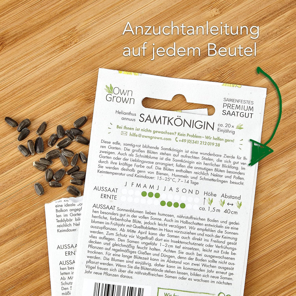 Semințe de floarea-soarelui Discus galben (Helianthus annuus): Semințe de floarea-soarelui premium, semințe de floarea-soarelui pentru cultivarea a aproximativ 20 de plante de floarea-soarelui – Semințe de flori prietenoase cu insectele de la OwnGrown