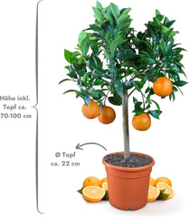 Portocalul din Oranjeria Mea - portocal adevărat - plantă de citrice - Citrus sinensis - Portocal - portocal altoit de calitate pentru grădinari (Mezzo [M])