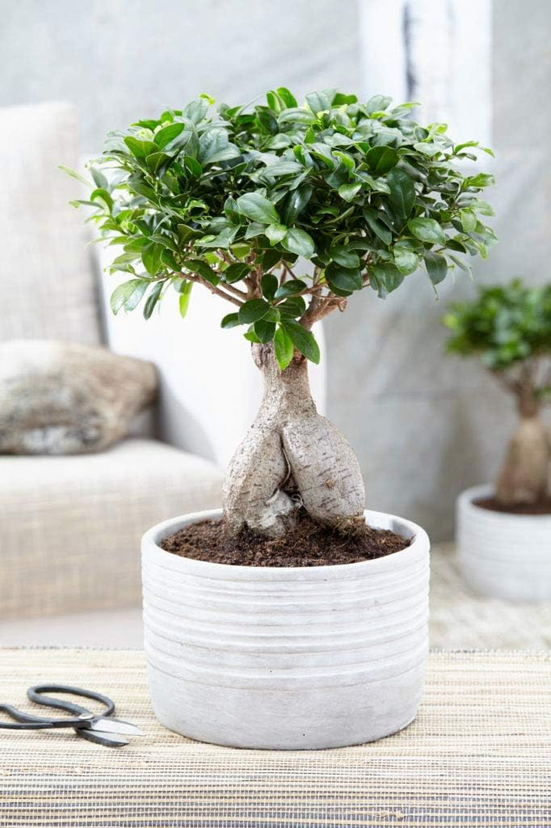 Bloomique - Ficus Ginseng - Bonsai Baum - Zimmerpflanzen - Pflegeleicht - Luftreinigend - Höhe 30-40 Cm - Topf 17 Cm