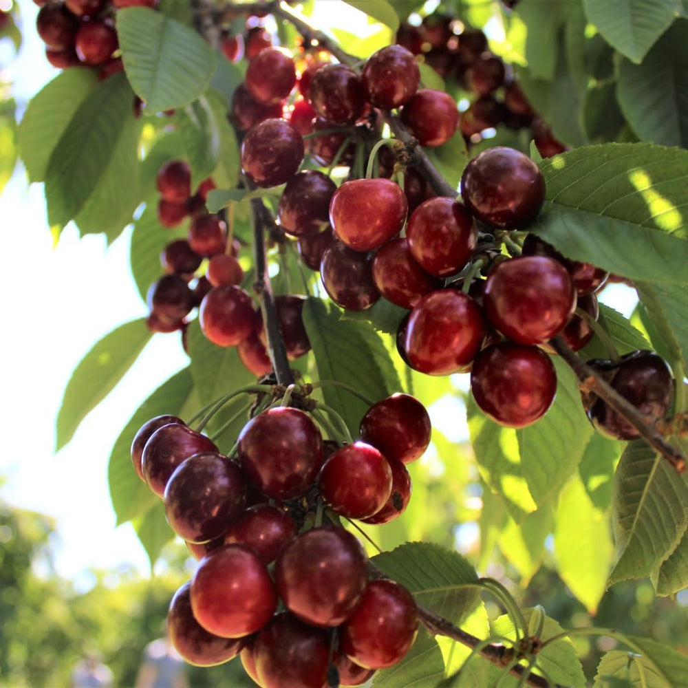 Sauerkirschbaum Amarena Montmorency – Obstpflanze Im Topf Ø 20 Cm, Höhe 150–170 Cm, Alter: 2 Jahre – Italienische Baumschule