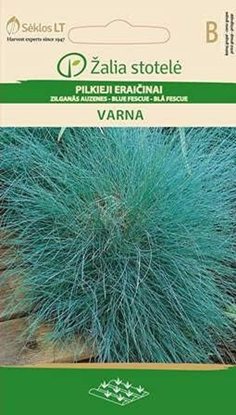Blue Wings Varna | Semințe de flori | Plantă ornamentală perenă | Semințe de flori decorative | Semințe de plante | Potrivit pentru Beetum | 1 pachet