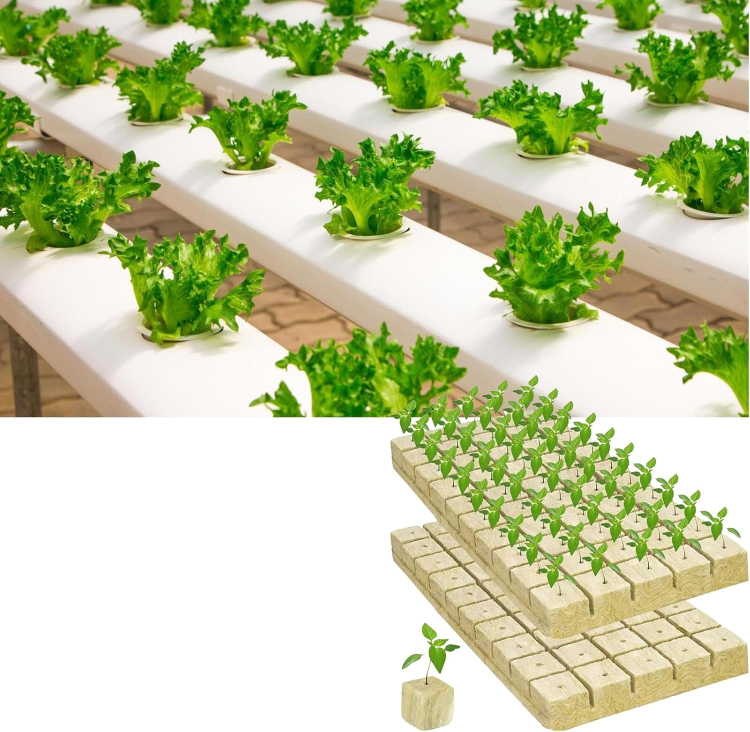 50 de bucăți de covoraș de creștere din vată minerală, cub de vată minerală, izolație din vată minerală, covoraș de creștere din vată minerală cu foarfece și mănuși pentru creștere fără sol, hidroponie și transplantare