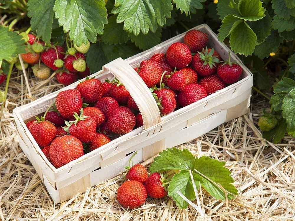 Erdbeerpflanzen Anbau-Set: 20 Gemischte Erdbeerpflanzen Inkl. Dünger - Sorten: Daroyal, Korona, Amandine, Favori - Frigo-Erdbeeren Von Erdbeerprofi.De