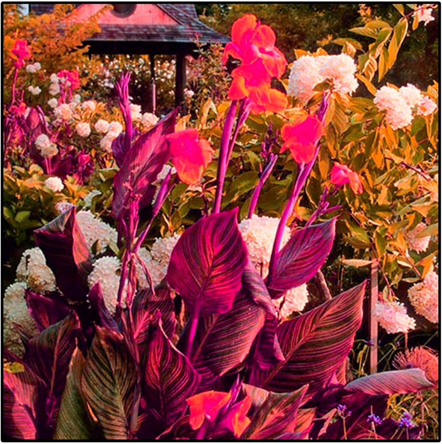 Amestec de bulbi de flori, Bec magic misterios, Plantare rezistentă, Bulb de flori perene rezistent la iarnă, Bulbi rezistenți - 3 bulbi de orhidee