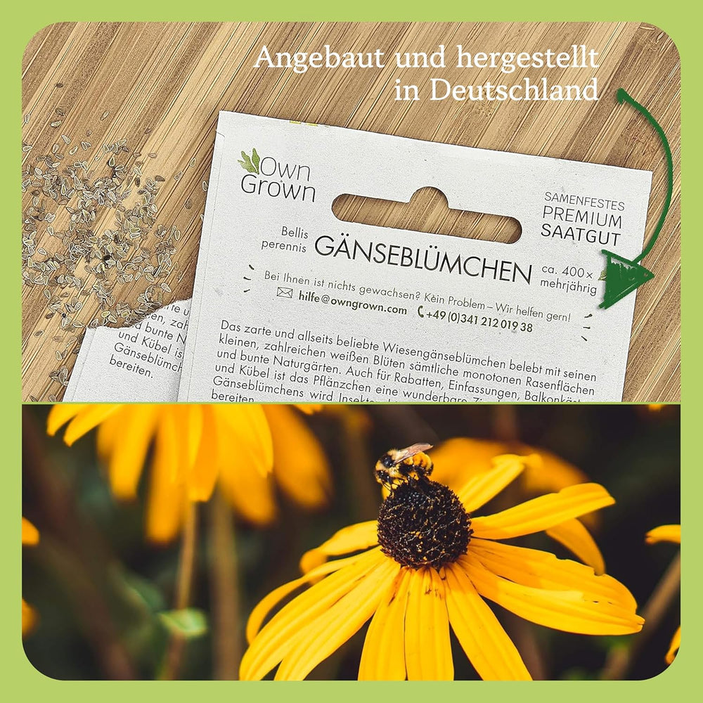 Semințe de Echinacea: Semințe de Echinacea galbene premium pentru aproximativ 20 de plante de Echinacea cu înflorire – Semințe de Rudbeckia – Rudbeckia rezistentă – Plante perene de Echinacea – Plante perene rezistente de la OwnGrown