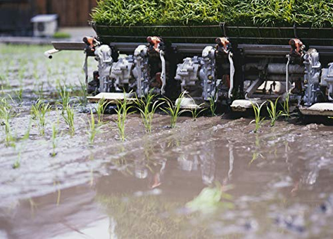 AKAFUJI Orez Sushi, Akitakomachi, 5000 g