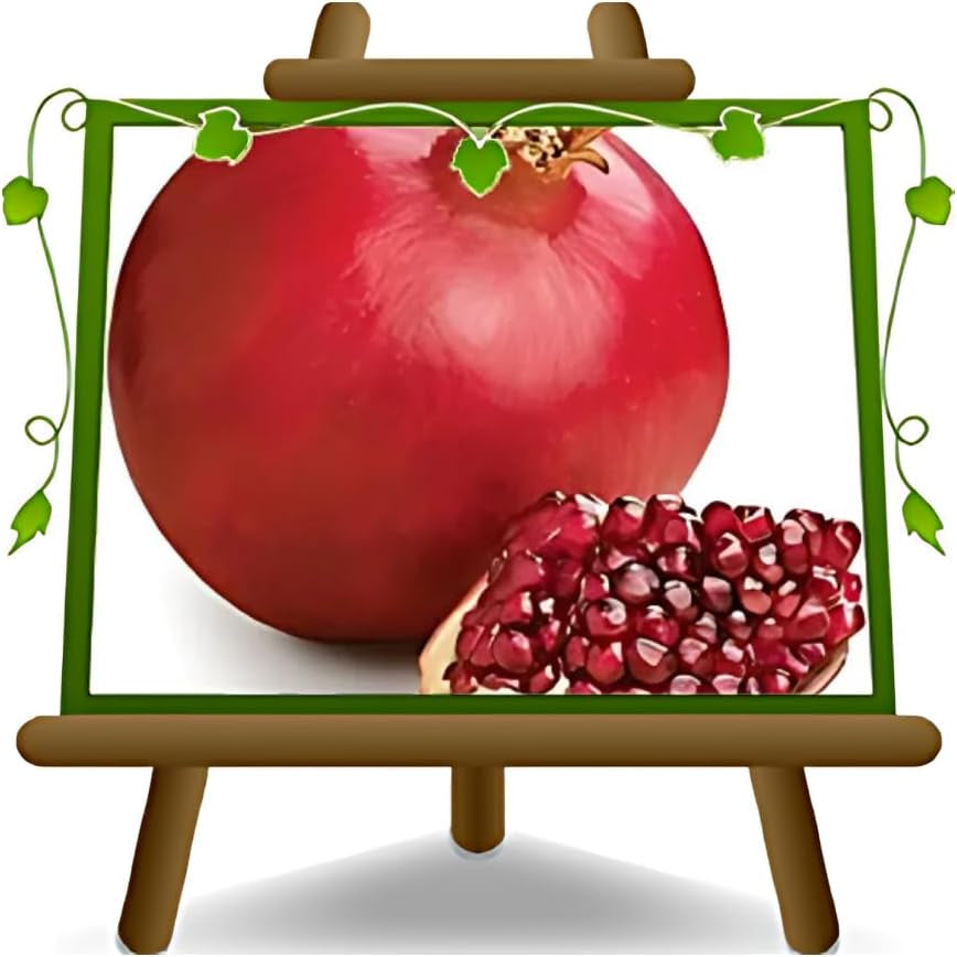 Granatapfel Mit Roten Früchten Soft Seed 6® Obstbäume Höhe: 160~170 Cm Alter: 4 Jahre Vase: Durchmesser 26 Cm