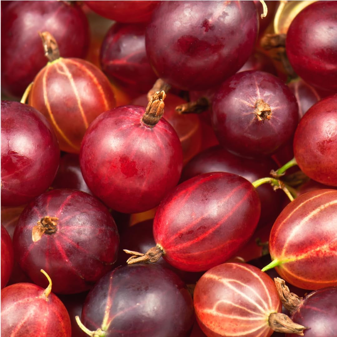 Rote Stachelbeere - Obstpflanze Auf Blumentopf 20 - Baum – 2 Jahre Anbau Italien